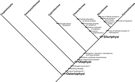 Developmental Morphology Of The Axial Skeleton Of The Zebrafish Danio