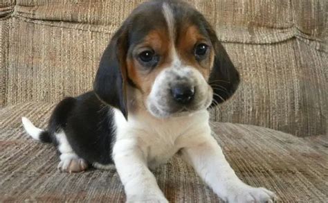 El Beagle Basset Hound Mix Cinco Cosas Que Hiciste T Know Image