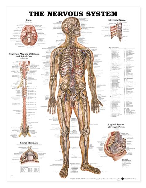 Originating from your brain, it controls your movements, thoughts and automatic responses to the world around you. the nervous system diagram labeled - ModernHeal.com