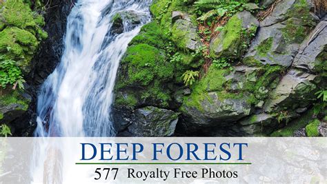 Artstation Deep Forest Photo Ref Pack Resources