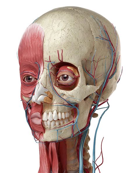 Human Anatomy Of Head With Skull Eye Photograph By Pixelchaos