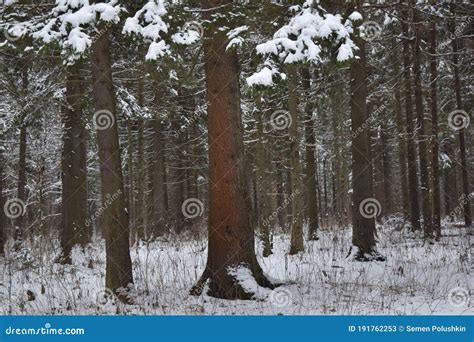 Snowy Winter Park Trees Landscape Stock Image Image Of Wilderness