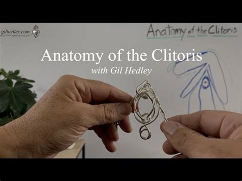 Anatomy Of The Clitoris Learn Integral Anatomy With Gil Hedley Youtube