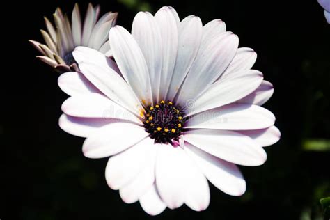 White And Purple African Daisy Flower Stock Image Image Of Natural
