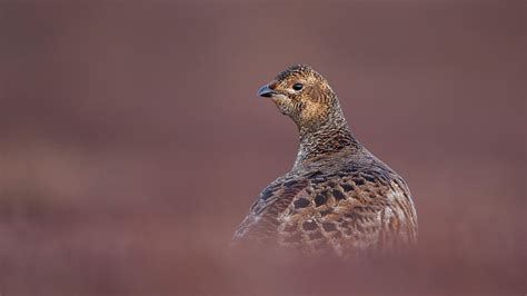Black Grouse Facts And Information Trees For Life