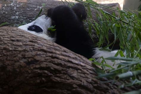 Panda Updates Wednesday September 5 Zoo Atlanta