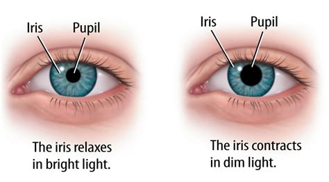 What Is The Function Of Iris And Pupil Human Eye Teachoo