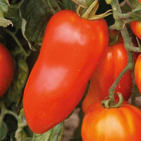 Tomate allongée Cornabel Greffée bio Le pot de litre recyclé