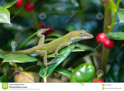 Green Anole Lizard Anolis Carolinensis Stock Photo Image Of Bush
