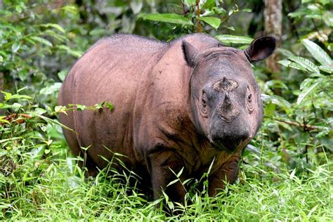 3 Alasan Mengapa Perlu Menjaga Populasi Badak Sumatera Asli Indonesia