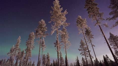 2560x1440 Long Pine Trees Winter Northern Lights 1440p