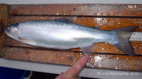 Only kokanee salmon, the landlocked form of sockeye salmon, and rainbow trout remain. Landlocked Quinnat Salmon - Oncorhynchus tshawytscha ...
