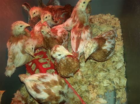 Isa Browns 3 To 4 Weeks Old Are They Hens Or Roosters Backyard Chickens Learn How To Raise