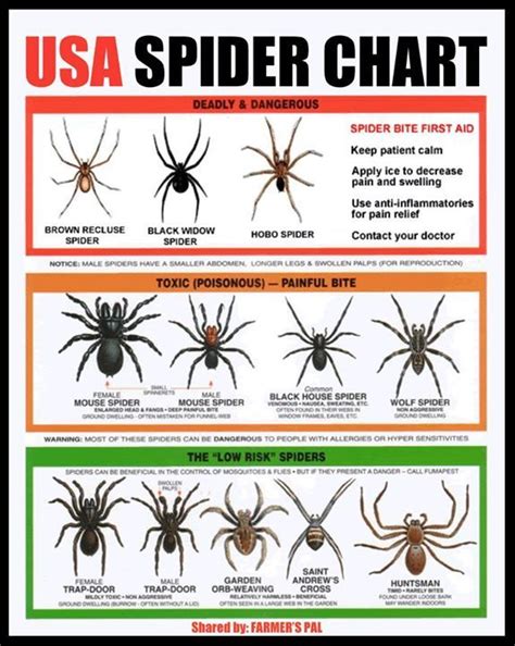 Common Spiders Found Around Homes And Gardens Spider Identification