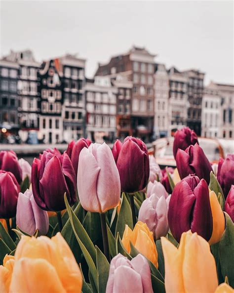 Amsterdam Spring Wallpapers Top Free Amsterdam Spring Backgrounds