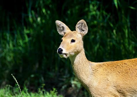 45 Chinese Water Deer Facts Fanged And Cuddly Vampire Deer