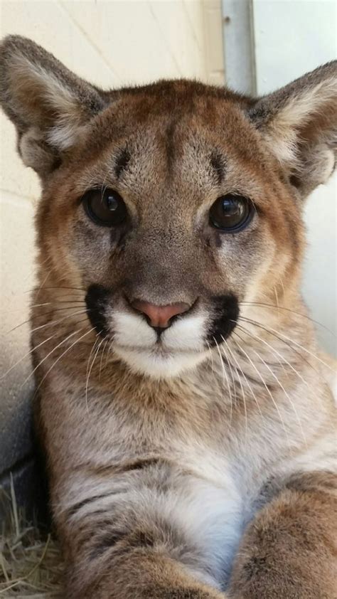 Orphaned Mountain Lion Cubs Taken In By Oakland Zoo Desertusa