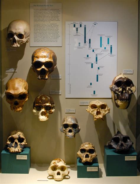 Flickriver Photoset Harvard Museum Of Natural History Skulls And The