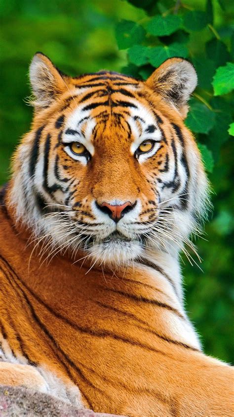 Tiger Mobile Wallpapers Animals Wild Animals Beautiful Tiger Pictures
