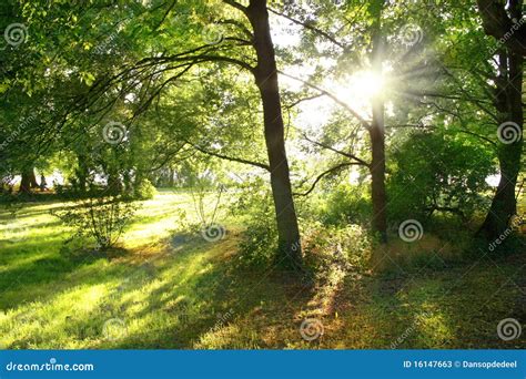 Light Rays Through Trees Stock Image Image Of Foliage 16147663