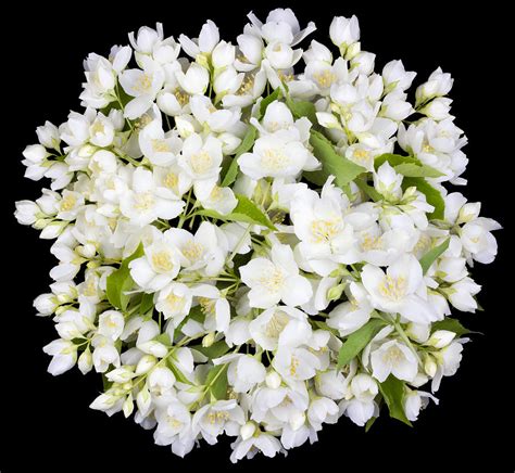 Circle From White Jasmine Flowers Photograph By Aleksandr Volkov