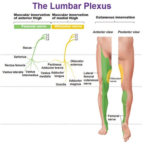 Lumbosacral Plexus Simplified Epomedicine