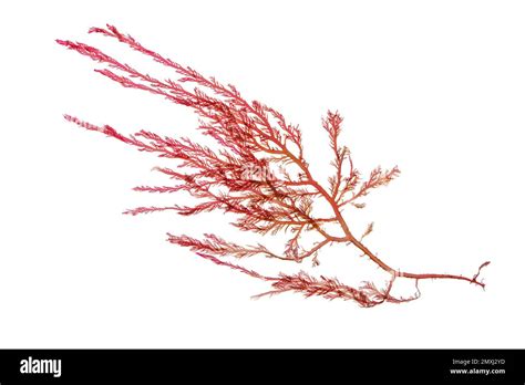 Red Seaweed Or Rhodophyta Algae Branch Isolated On White Stock Photo