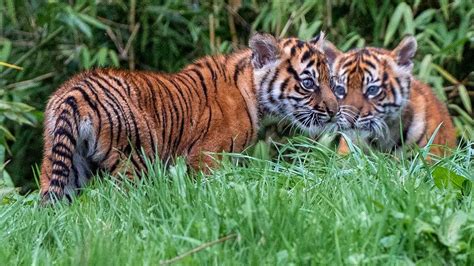 Sumatran Tiger Twins Thriving In First Public Appearance At Chester Zoo