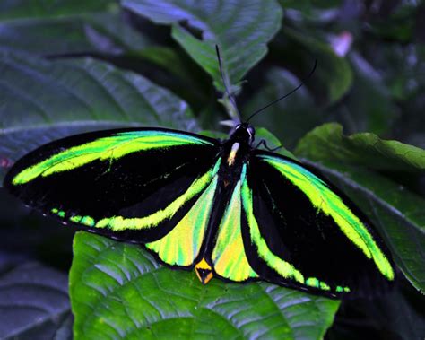 Butterfly Identification Green Butterfly Species Butterflyhobbyist