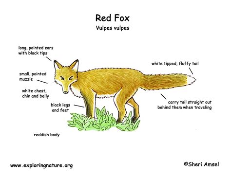 Red Fox 組圖影片 的最新詳盡資料 必看