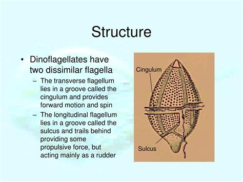 Dinoflagellates Structure