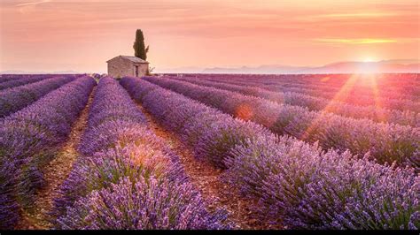Lavender Field In Bloom In Provence Valensole Plateau In France In
