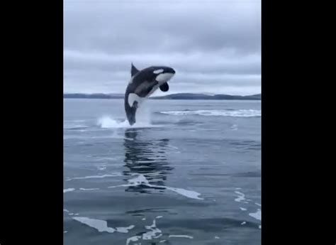 Check Out This Epic Video Of An Orca Breaching Near Victoria Video