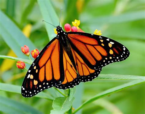 Mariposa Monarca Mariposas De La Ciudad De México · Naturalista