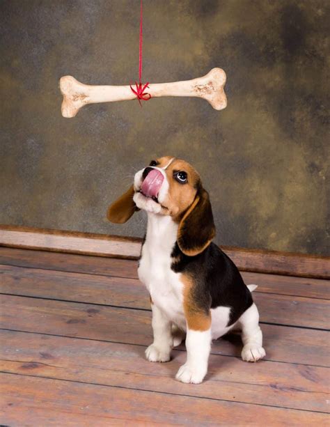 Can Beagles Chew On Bones Embora Pets