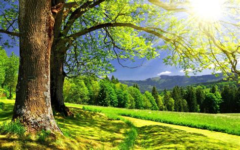 Forest Sun Trees Summer Mountains Landscape Photo 3300 Hd