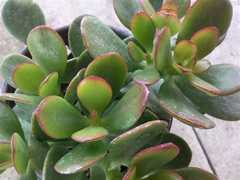 Crassula Ovata Jade Árbol de Jade Árbol del Dinero Información