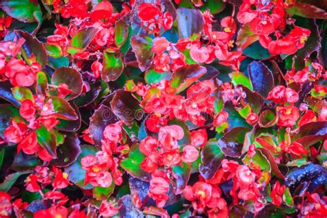 Beautiful Red Semperflorens Begonias Flower Background Semperflorens