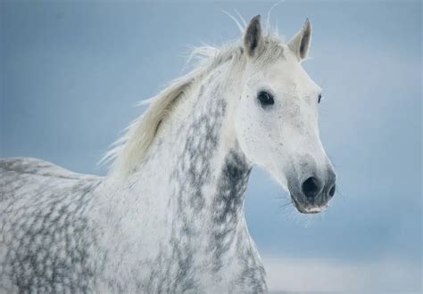 21 Common Horse Colors Markings And Patterns With Pictures