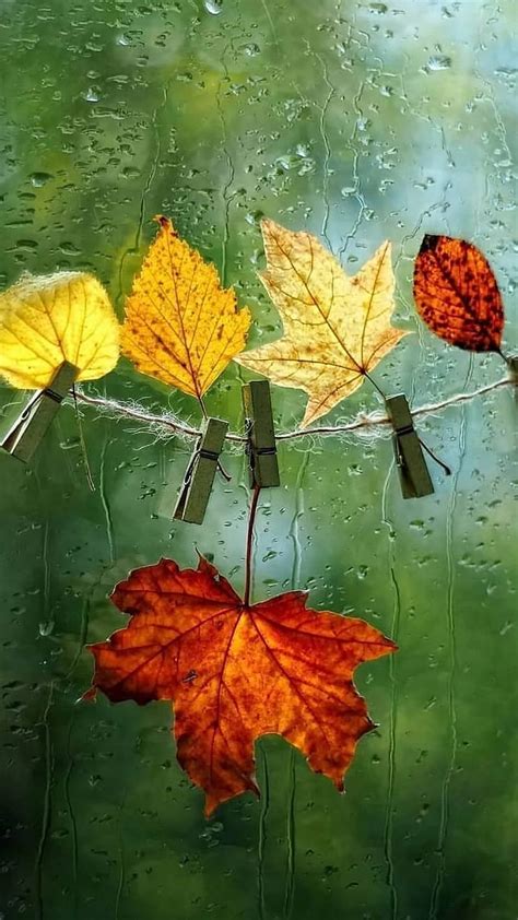Hanged Leaves Autumn Green Maple Maple Leaves Nature Rain Hd