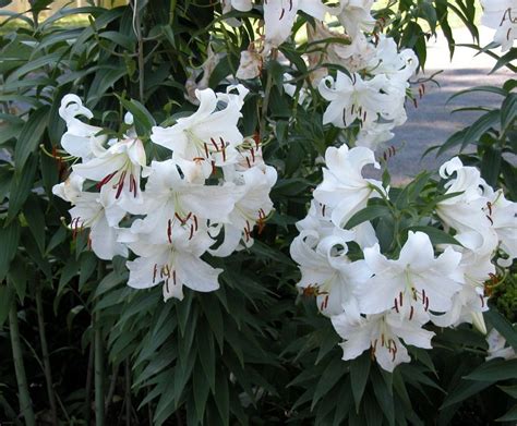 Casablanca lily is a beautiful perfume. Lilium Casa Blanca