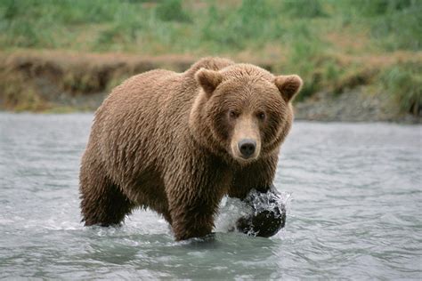 Gb4 Big Brown Bear Photograph By Judy Syring
