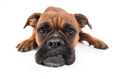 Taste of the wild ancient prairie is some grains can cause upsets to the digestive system of your boxer like excessive gas in the stomach. What Can I Give My Boxer For Gas? | Boxer Dog Diaries