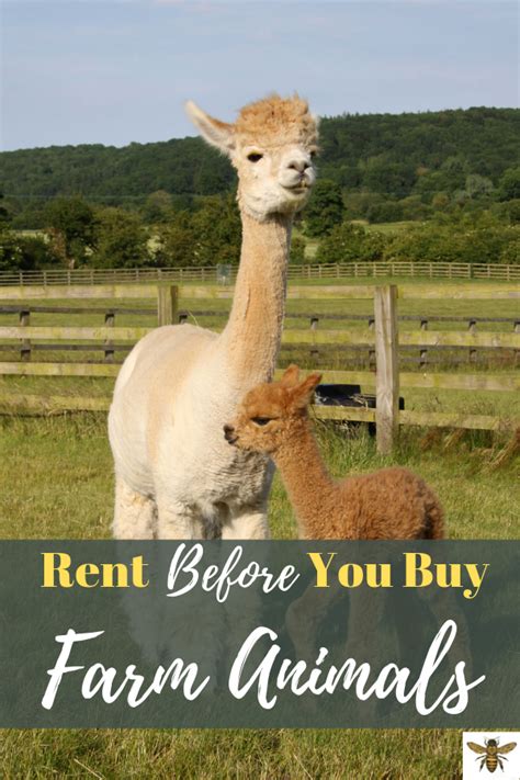 How To Rent Farm Animals Alpaca Pictures Llama Pictures Farm Animals