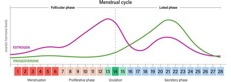 How To Calculate Ovulation Methods Fertility Help And Information