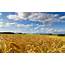 Corn Field Wallpaper Amazing  HD Desktop Wallpapers 4k