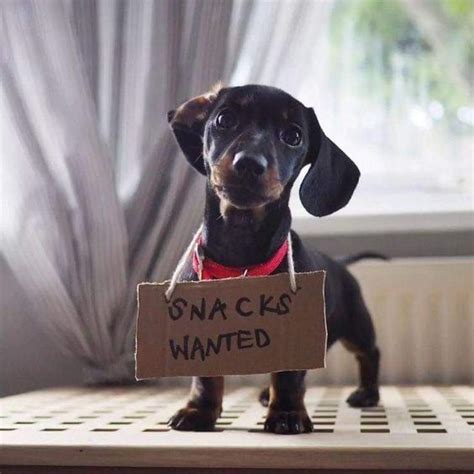 14 Funny Dachshund Memes To Cheer You Up Page 3 Of 3 Petpress