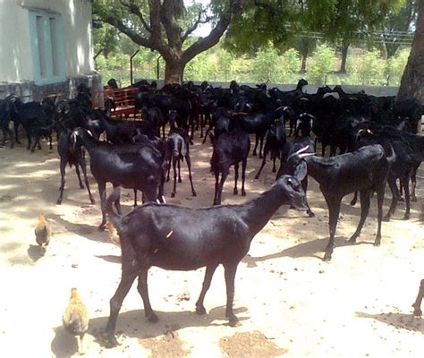 Commercial Goat Farming Best Guide For High Profits