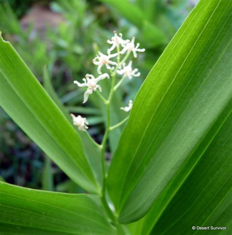 If you are interested in learning how to grow false lily of the valley, it is a bit complicated but entirely doable. A Plant a Day: Starry False Lily of the Valley-Maianthemum ...