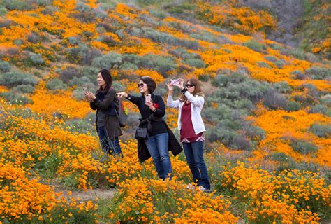 Crowds Flock To California Town To Witness Poppy ‘super Bloom New